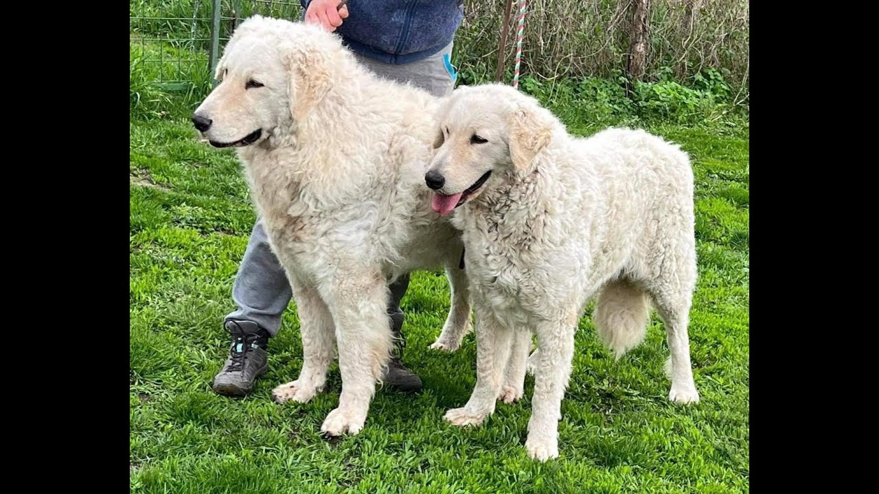 KUVASZ & MEGBÍZHATÓ TENYÉSZTŐK: Nádas-Kincse Kuvasz kennel, Kovácsné Horváth Angéla, Kuvasz