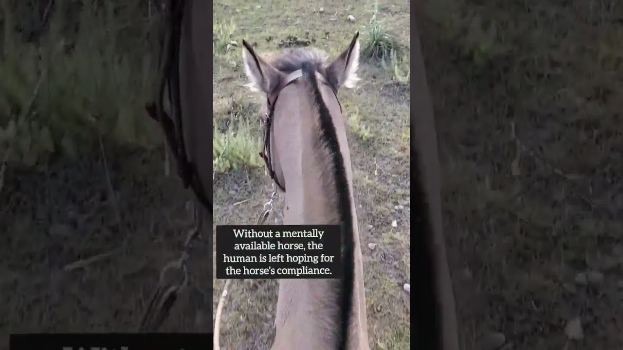 Peaceful Horse Riding Moments #alternativehorsemanship