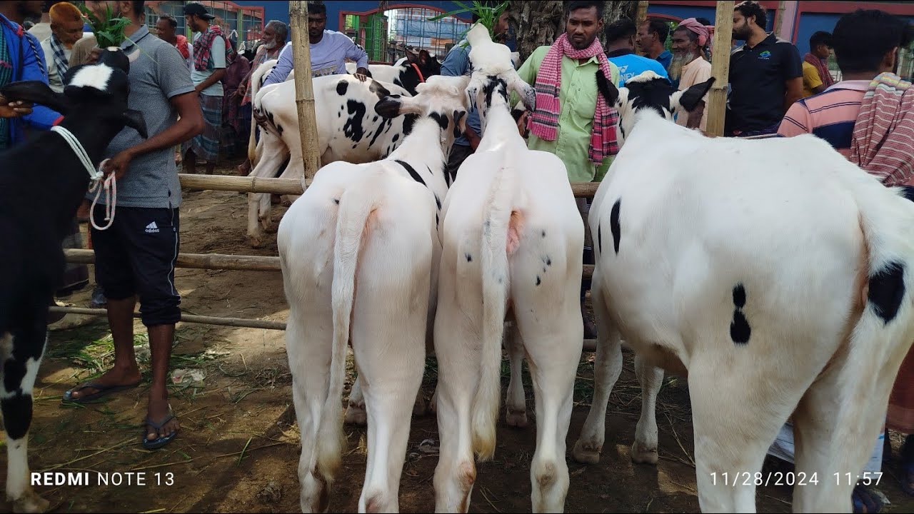 l৫ জানুয়ারি রবিবার সিরাজগঞ্জ তালগাছি পশুর হাটে ৩৫ হাজার টাকা ভালো মানের বকনা দেখুন।