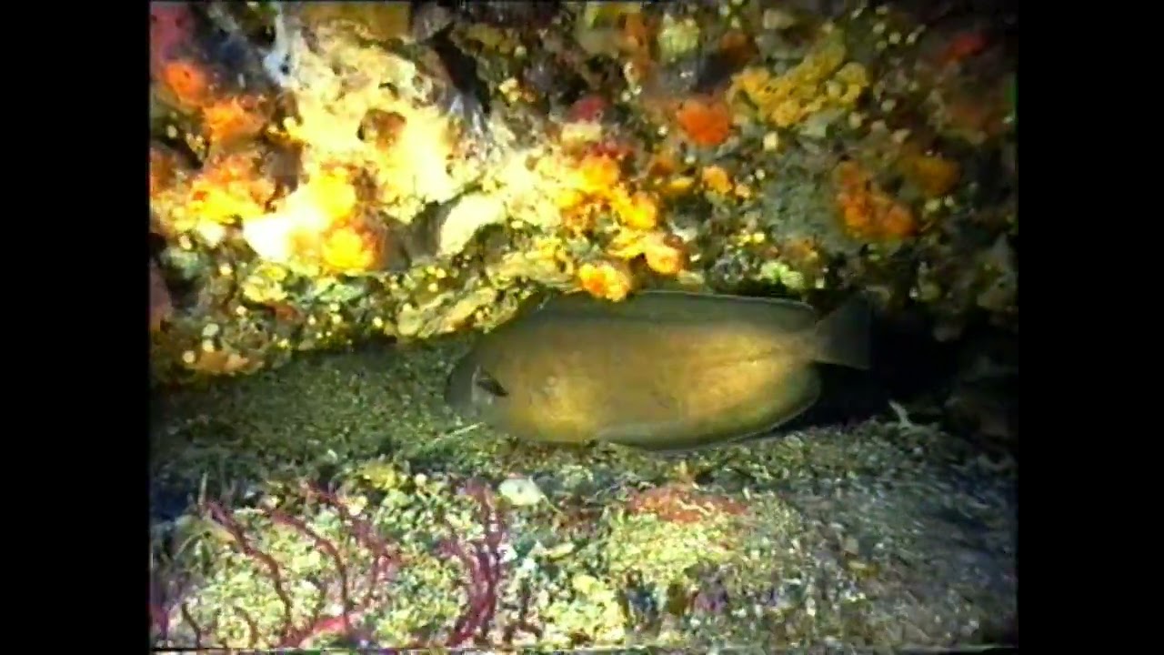 Marettimo,Pesce Mustella o Musdea