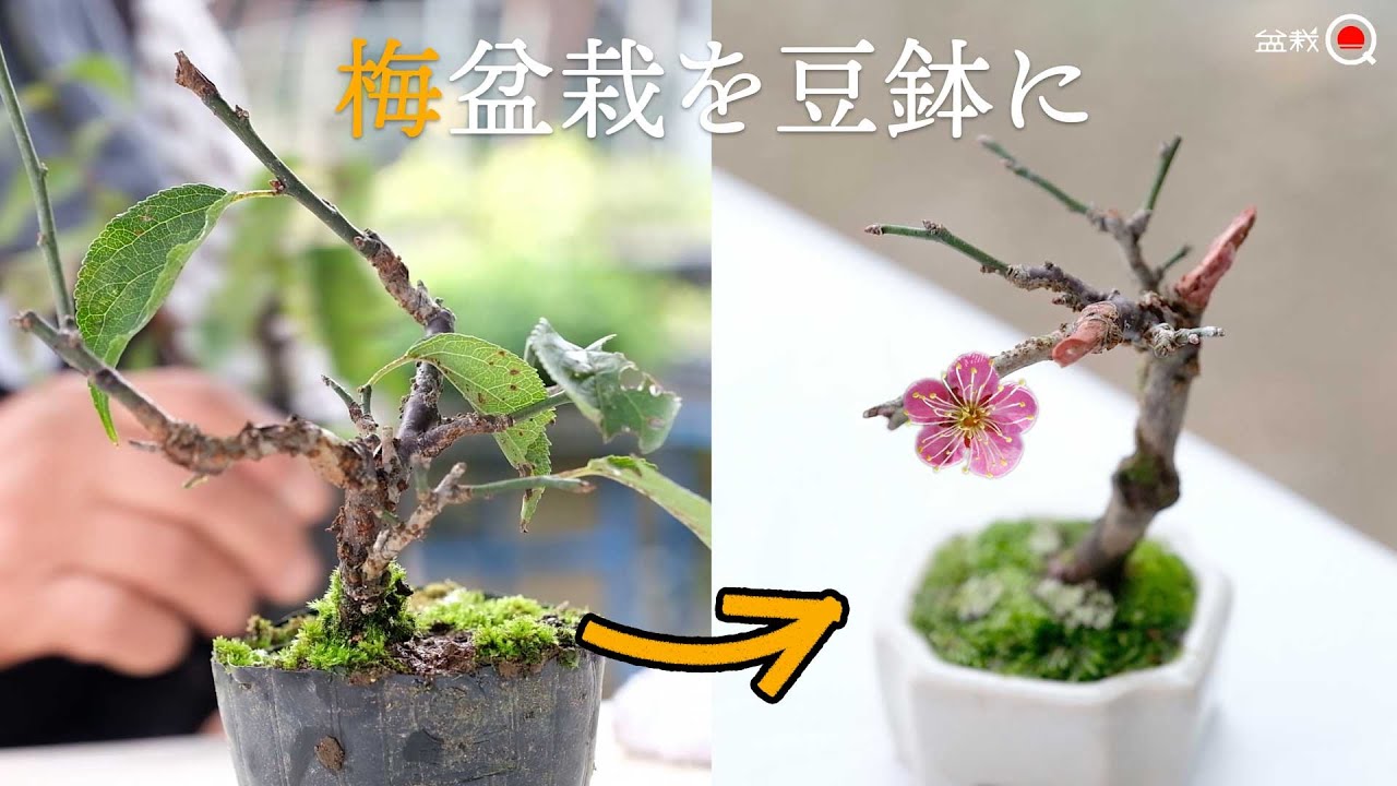 【梅】豆盆栽にできるかな？梅盆栽、秋の鉢上げ。【盆栽Q】