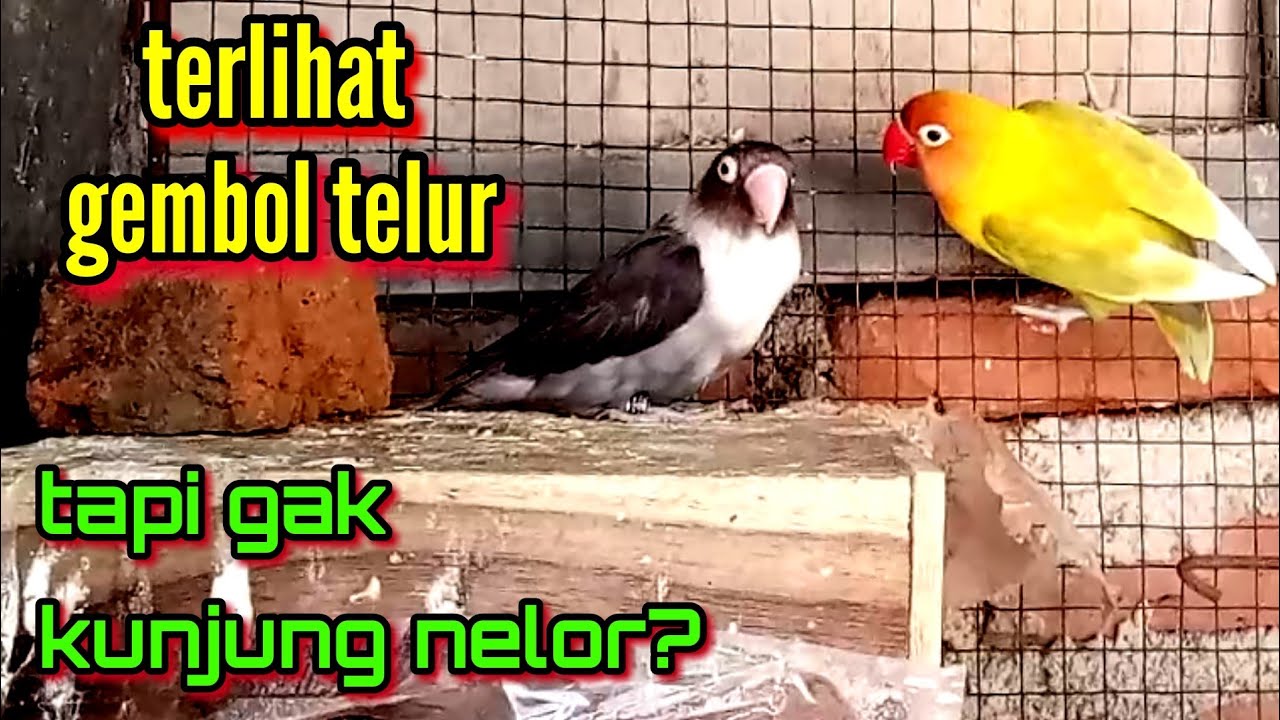 cara mengatasi indukan lovebird yang kelihatan gembol tapi gak nelor nelor || ternak lovebird