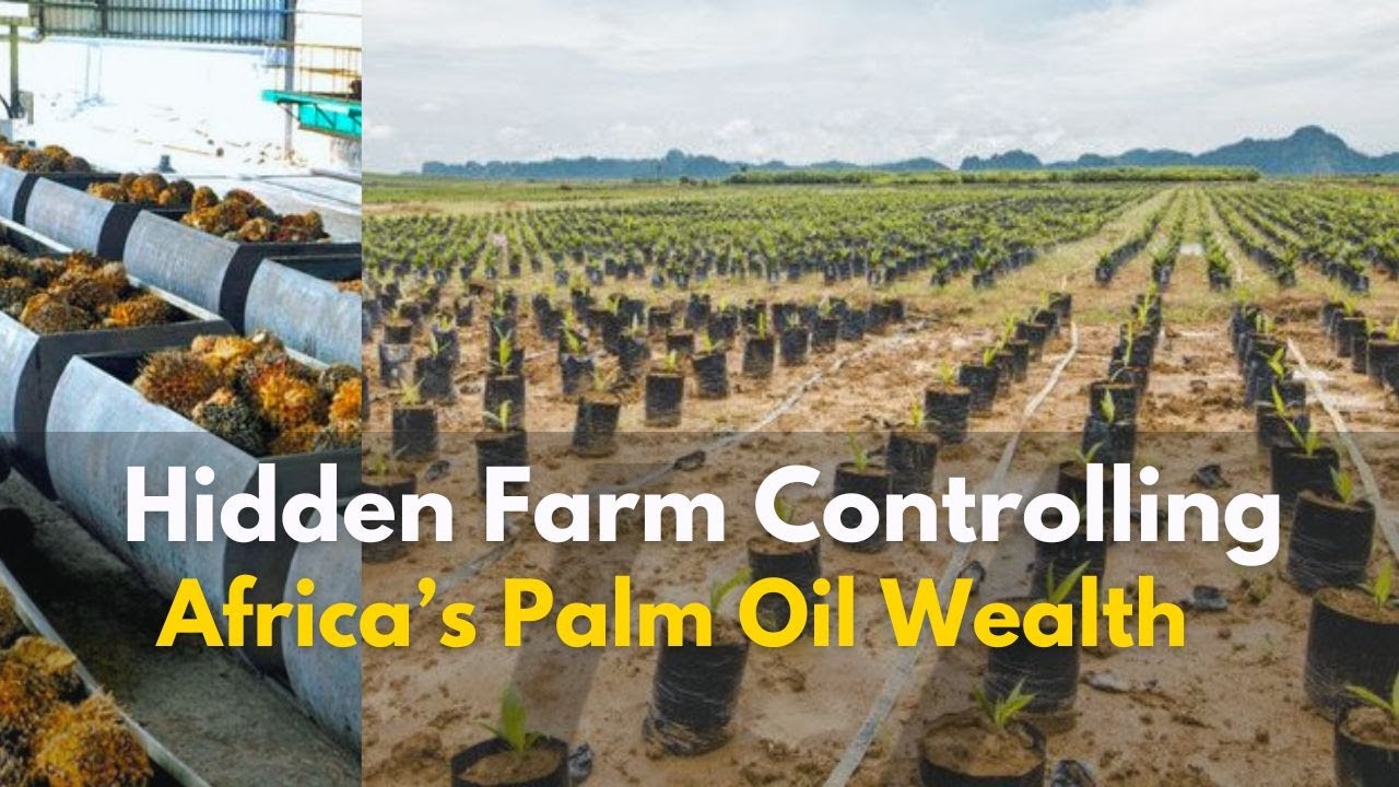 Africa&rsquo;s Palm Oil Wealth | The Secret Farm Behind It All | The Farm You&rsquo;ve Never Heard Of #palmoil