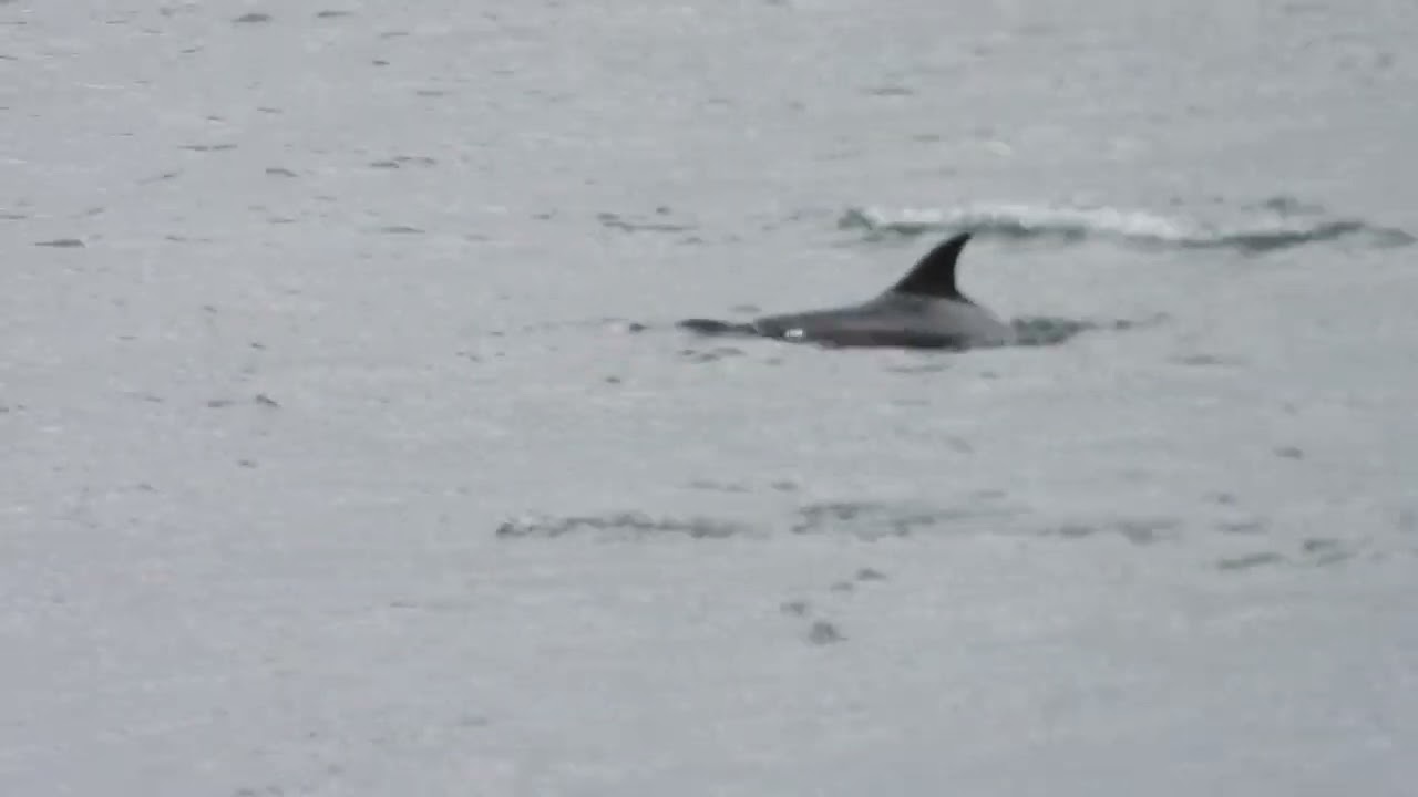 Dolphins off Marine Drive, Scarborough