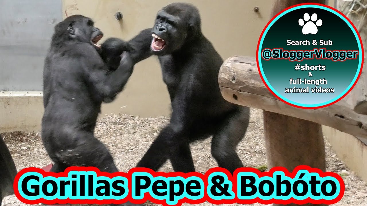 Silverback's Entrance Shifts Gorilla Brothers' Playfight Dynamics