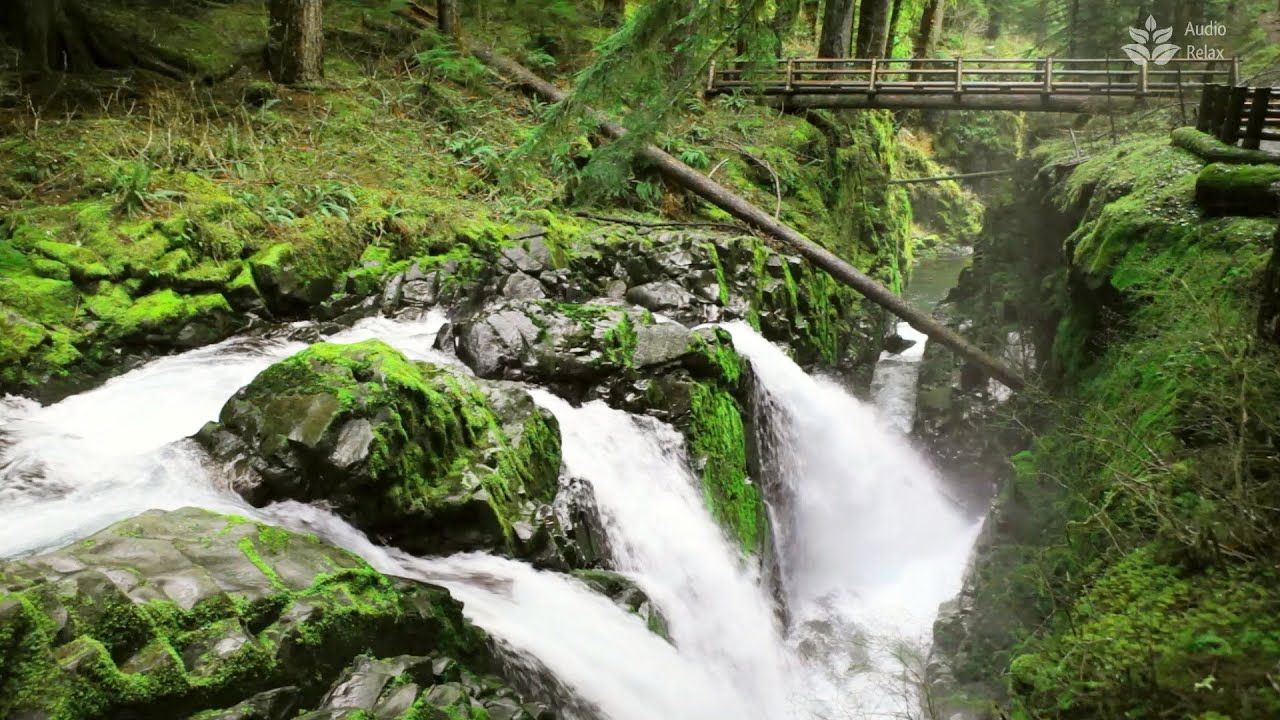 Calm your mind with beautiful sounds of nature (10 hours)
