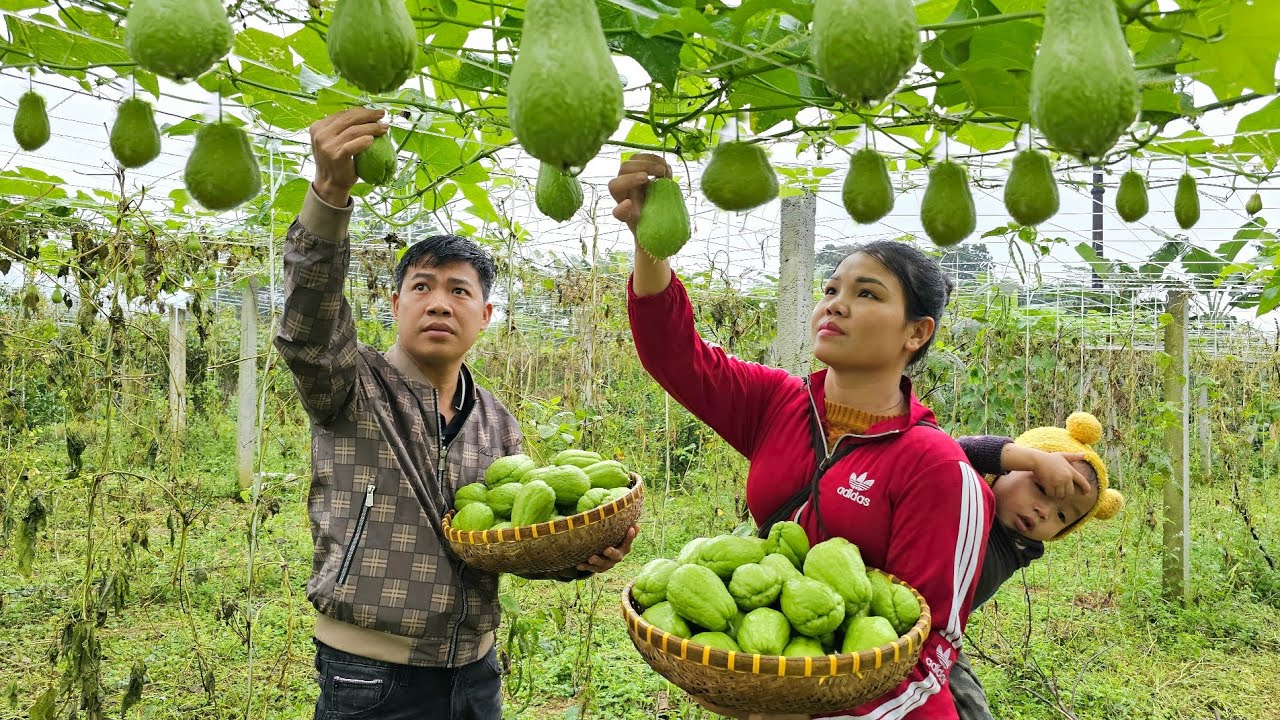 One Days it rained & harvested chayote goes to the market to sell - Cooking | Hà Tòn Chài