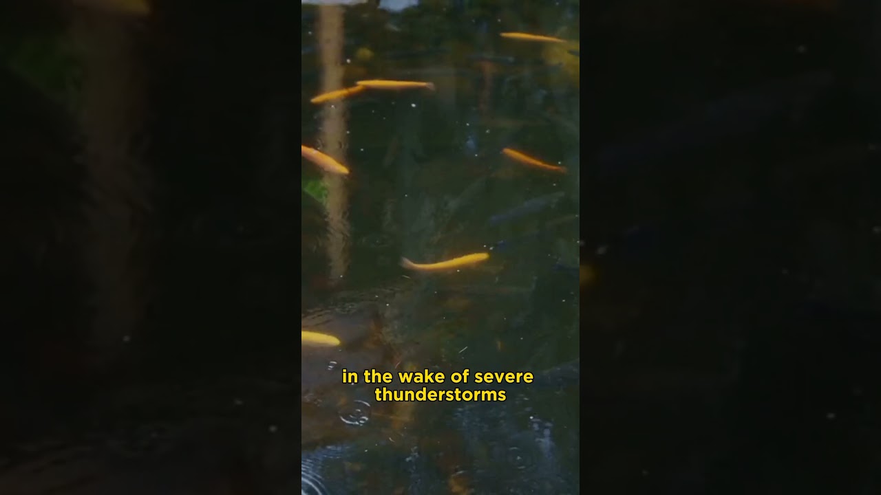 Fish Falling from the Sky: The Bizarre Phenomenon Explained #shorts #fishrain