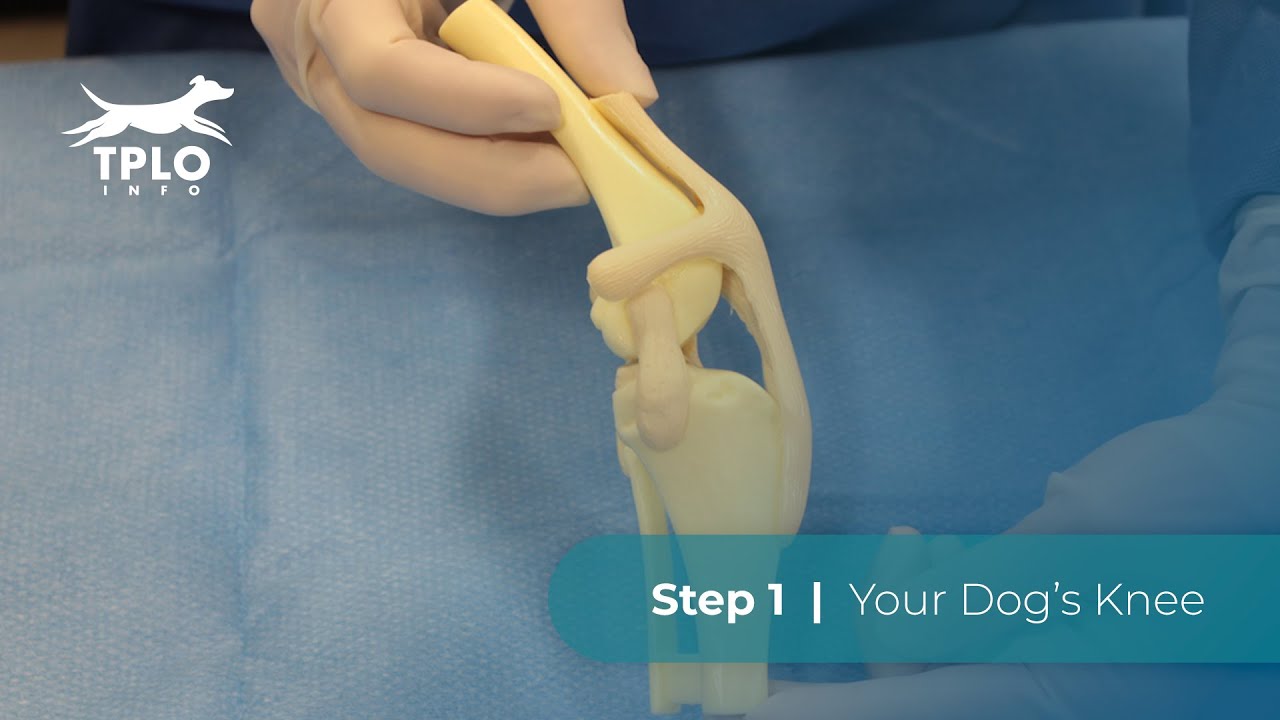 TPLO Info Step 1: Your Dog&rsquo;s Knee