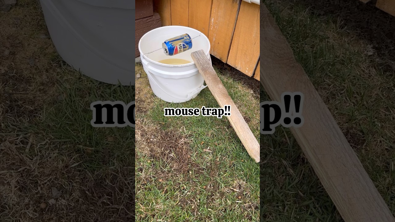 Link in description for full video! #diymousetrap #bucketmousetrap #diy #buckettrap #mousetrap