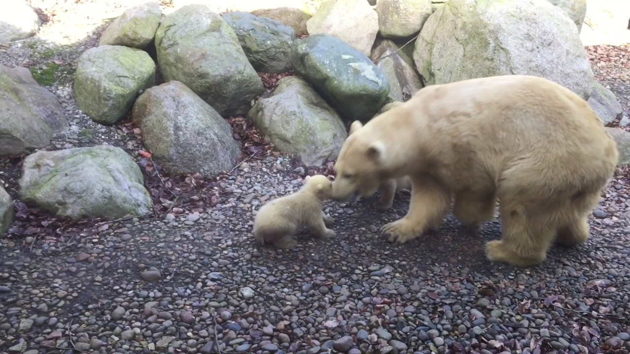 Aalborg Zoo - Isbj&oslash;rneungernes f&oslash;rste tur udenfor hulen