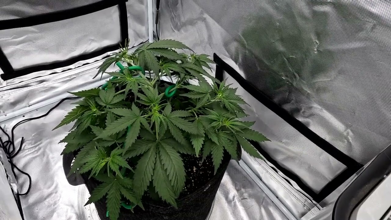 Chocolate Mint OG Auto LST Time Lapse