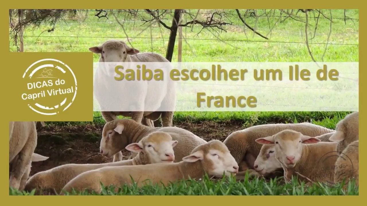 Raças no Brasil - ILE DE FRANCE, vídeo 3