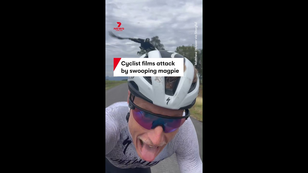 Cyclist films attack by swooping magpie in Dulguigan, NSW