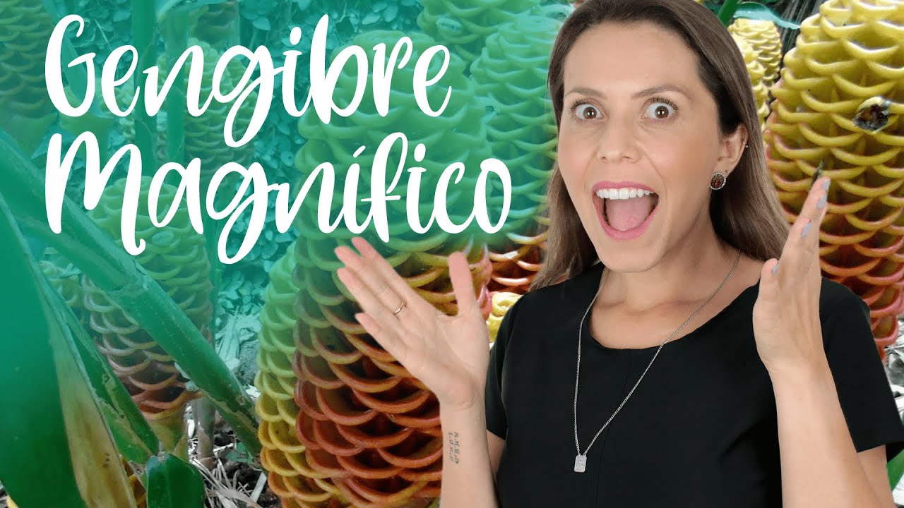 Conheça o GENGIBRE-MAGNÍFICO ou PLANTA-SORVETÃO