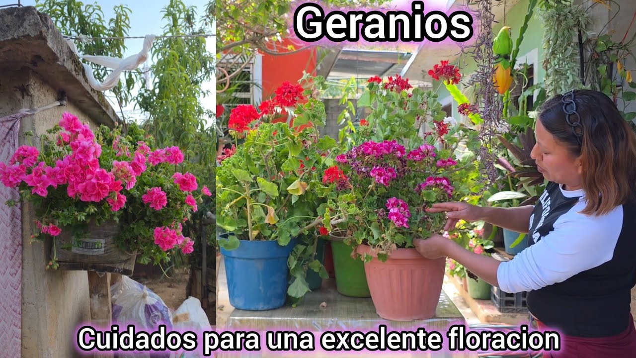 COMO MANTENER TUS GERANIOS CON FLORACION, MANTENIMIENTO Y CUIDADOS.