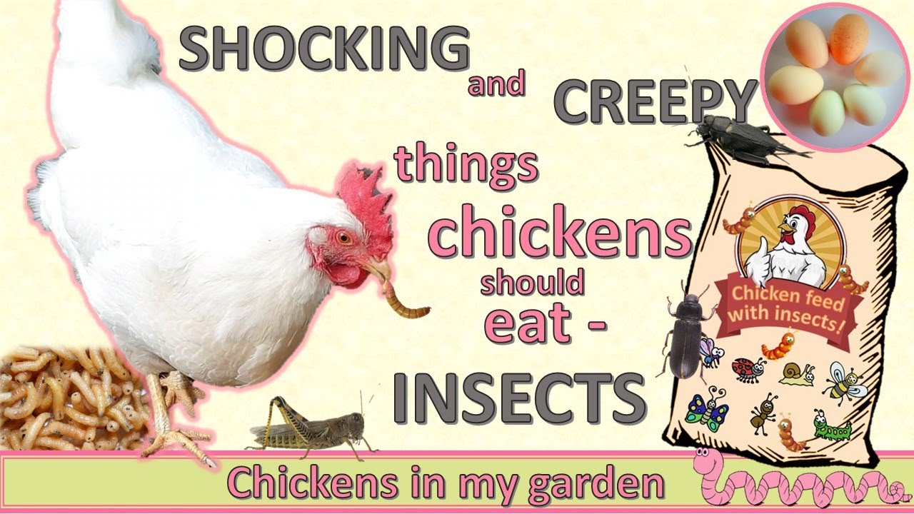 The best protein for chickens - INSECTS