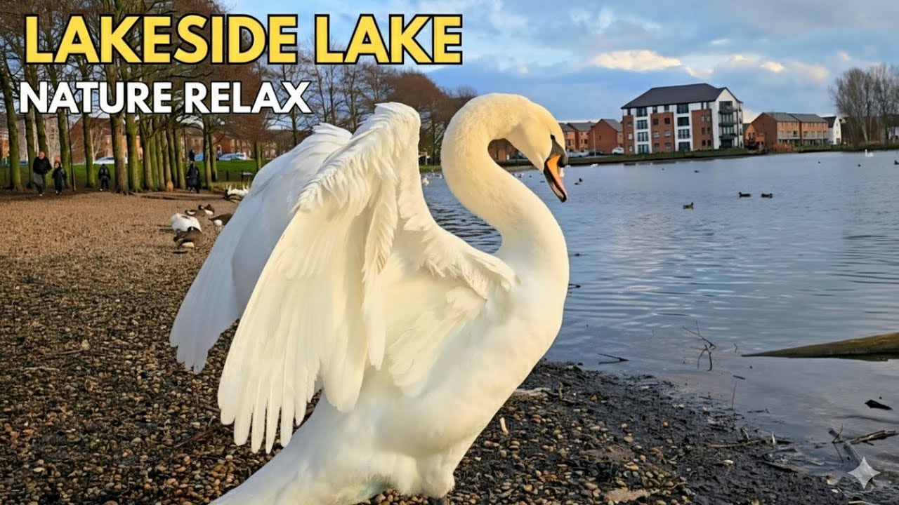 Golden Hour on the Lake | Graceful Swans & Soothing Nature Sounds