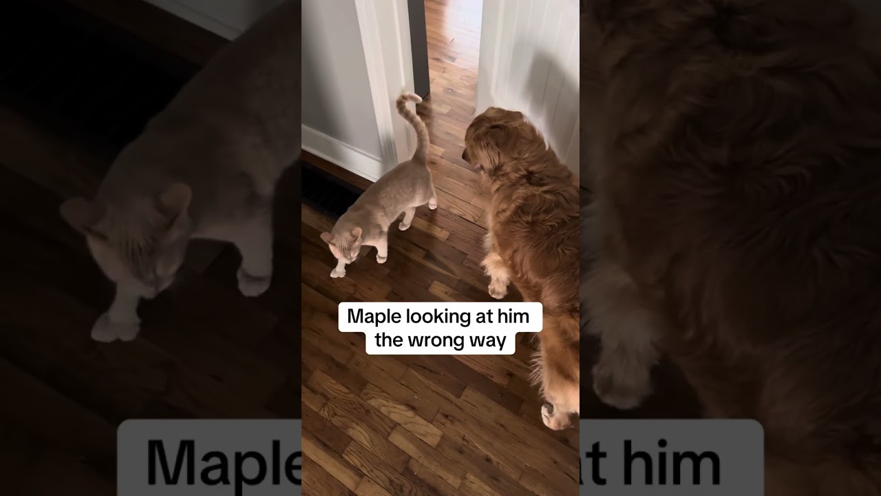 Waffles has some complaints to voice #cats #dogs #siblings