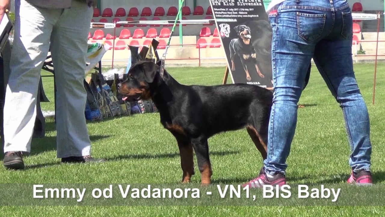 Rottweilers - Klubová výstava RTW Klub Slovenska  2017