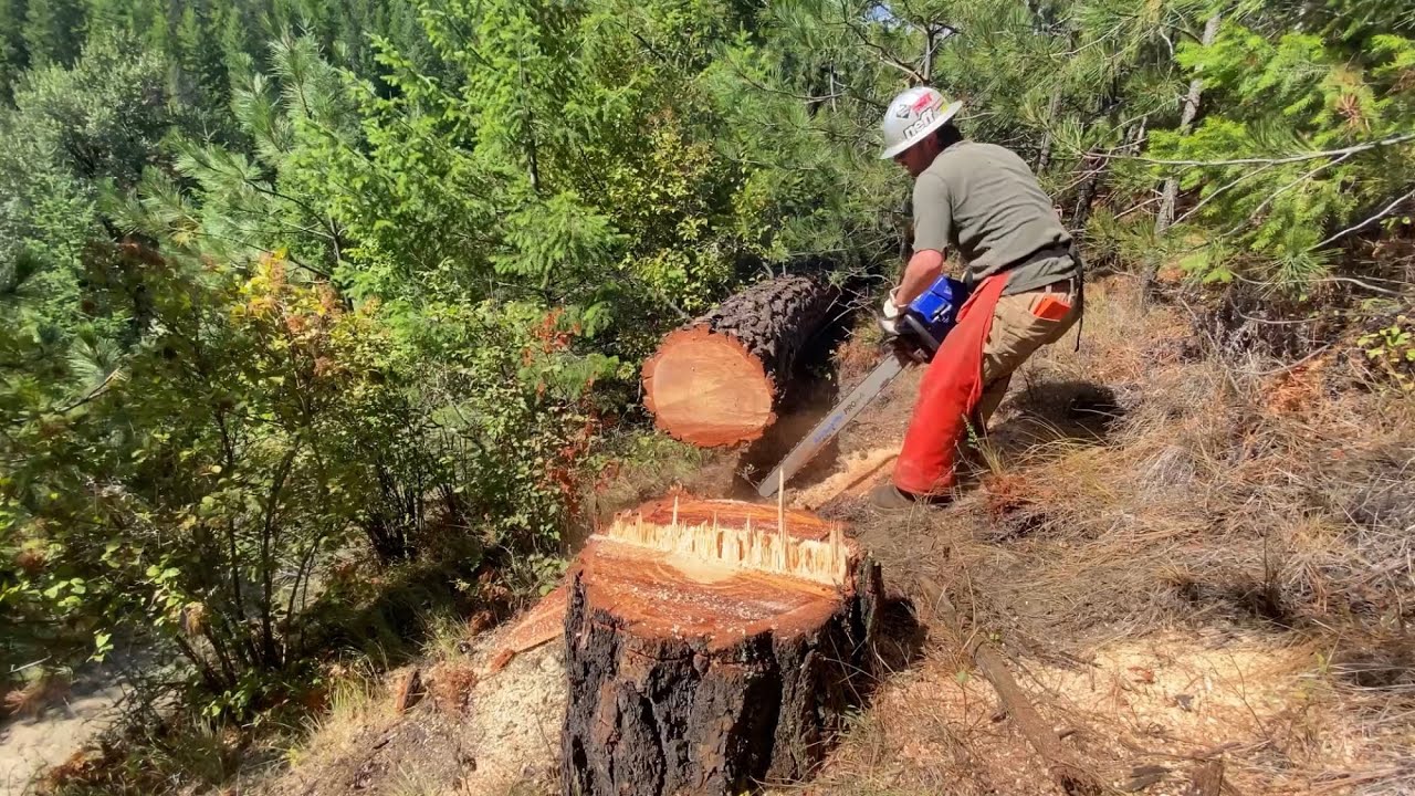 CUTTING The BIGGEST TREE On Our  Property