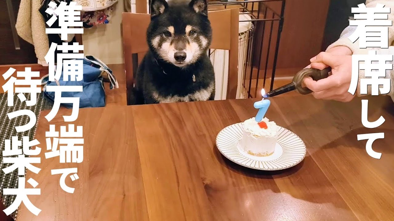 誕生日席に座って手作りケーキを楽しみに待つ柴犬【黒柴犬】【shiba inu】【豆柴】