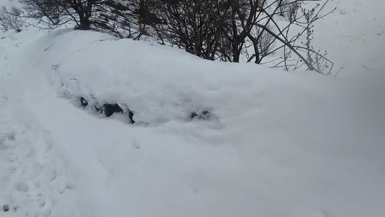 Йдем на прогулянку в гайок 