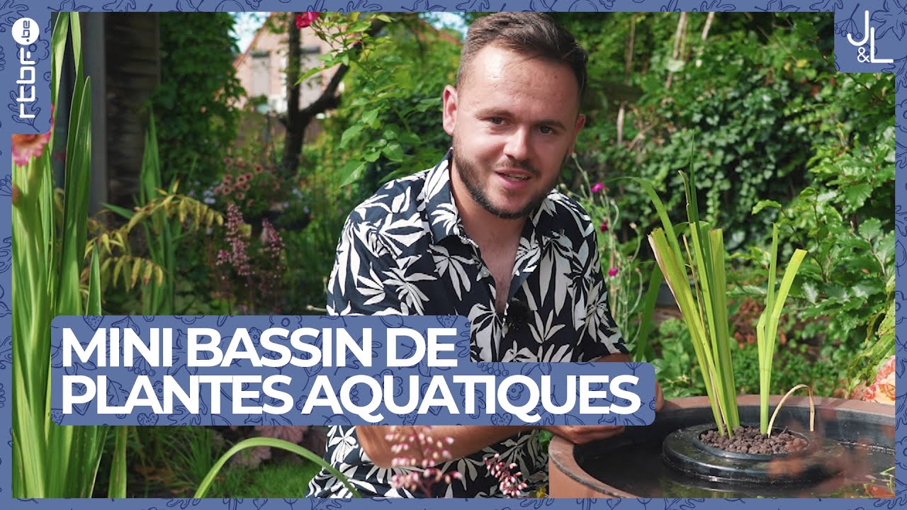 Mini bassin garni de plantes aquatiques | Jardins et Loisirs