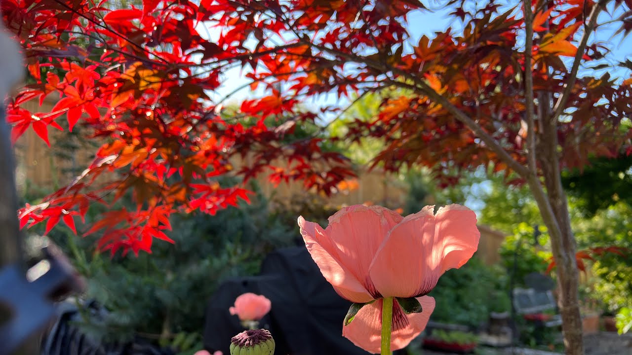 Emperor 1 Japanese maple