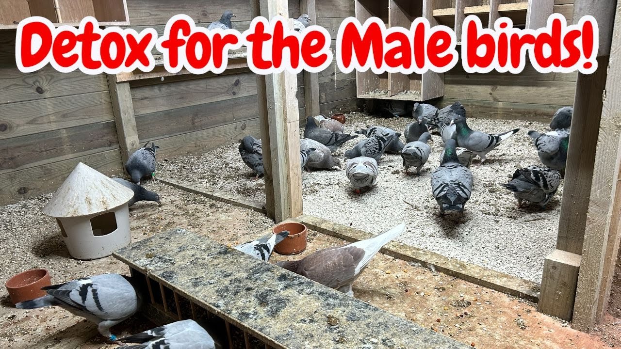 Male Bird Detox | Weaning Young Racers | Daily Loft Routine