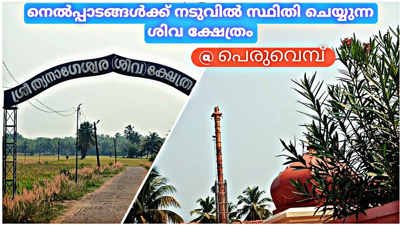നെൽപ്പാടങ്ങൾക്ക് നടുവിൽ സ്ഥിതിചെയ്യുന്ന ശിവ ക്ഷേത്രം @ പെരുവെമ്പ് | THRINAGESWARA TEMPLE PERUVEMBA |