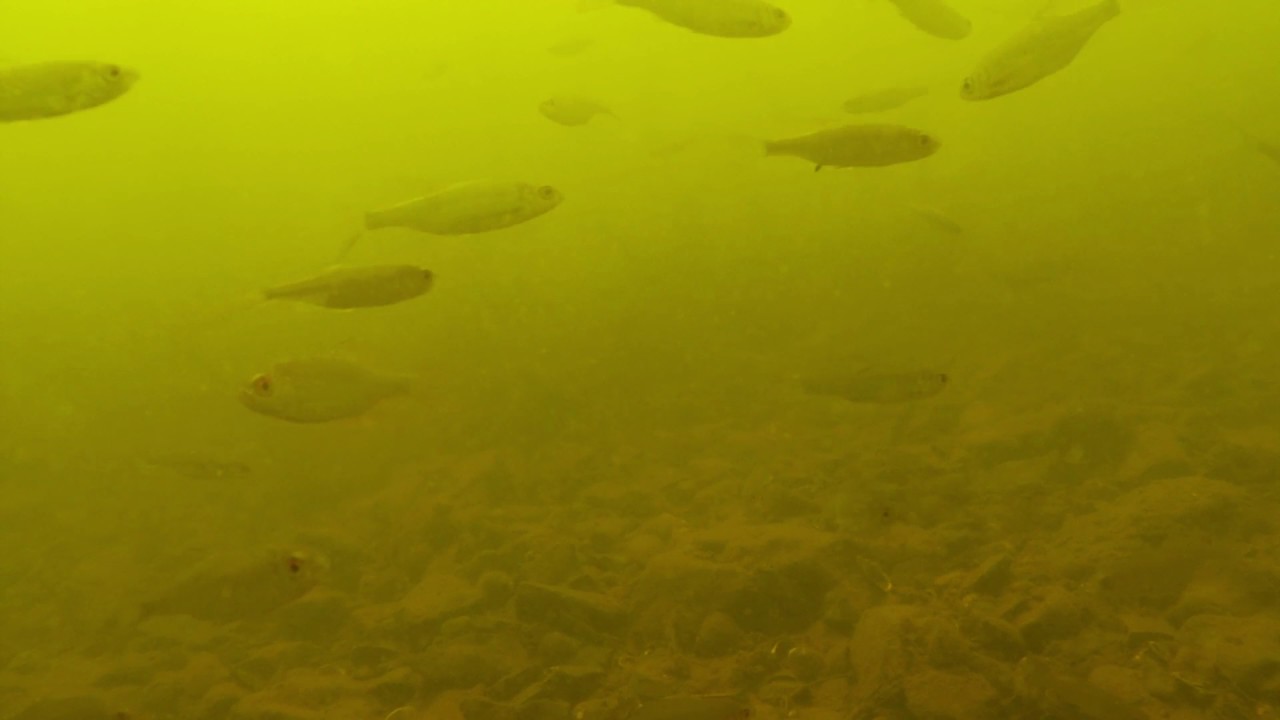 p&ecirc;che dans le Thouet vid&eacute;o du fond avec gardons brochet et perche