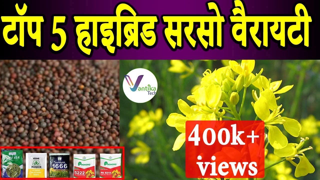Sarso ki hybrid variety|Top mustard variety|Hybrid Mustard|Bayer|Pioneer/Sarso