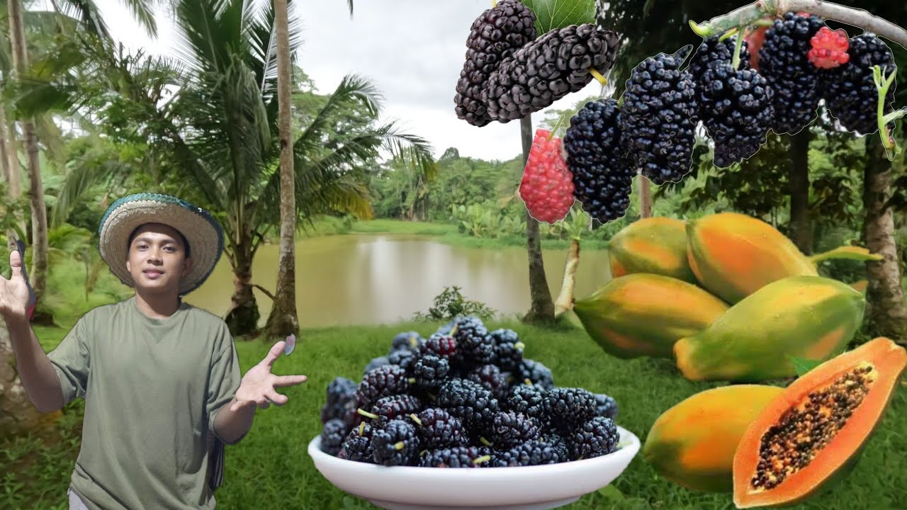 PAMIMITAS NG PAPAYANG HINOG AT MULBERRY SA TABI NG LAKE
