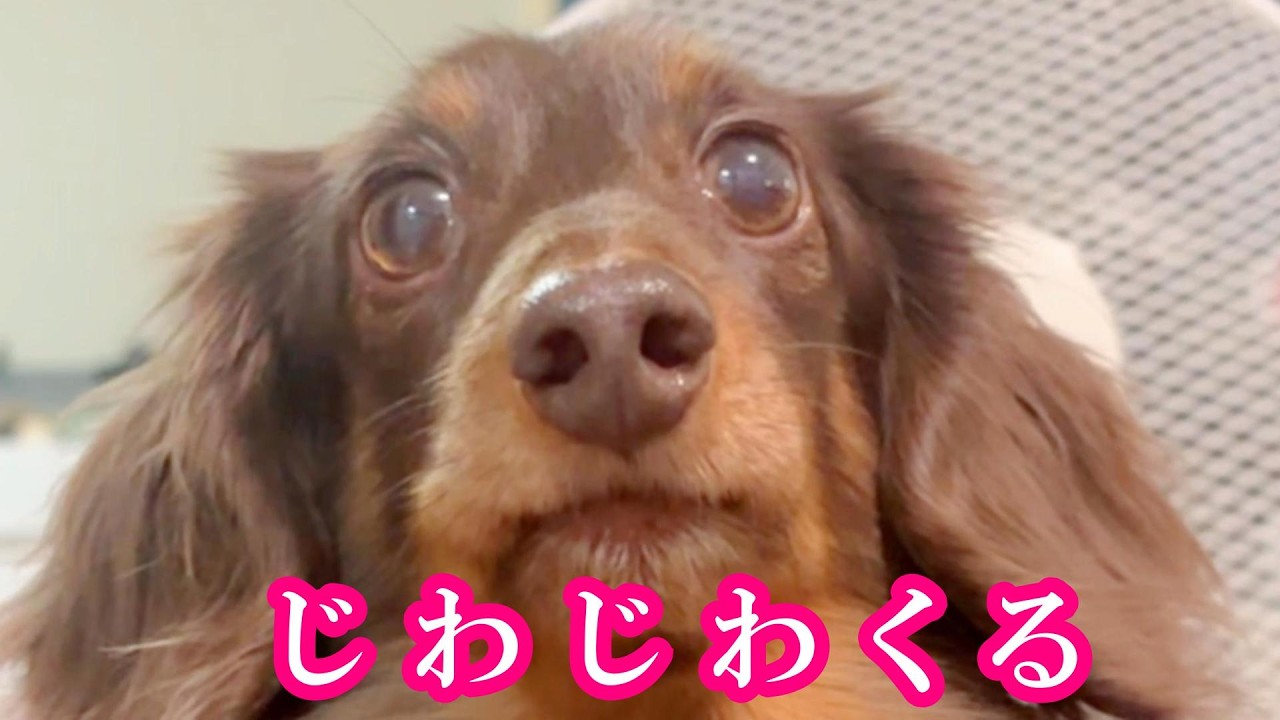 クリスマスにじわじわくる表情でﾋﾟｨﾋﾟｨ甘えるダックスフンド※概要欄も是非！