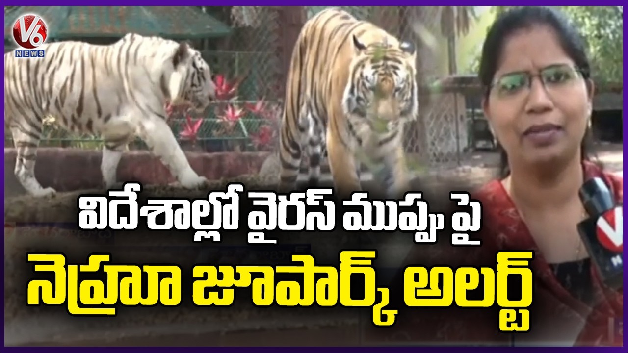 Nehru Zoo Park Goes On High Alert After Thailand Tiger deaths | V6 News