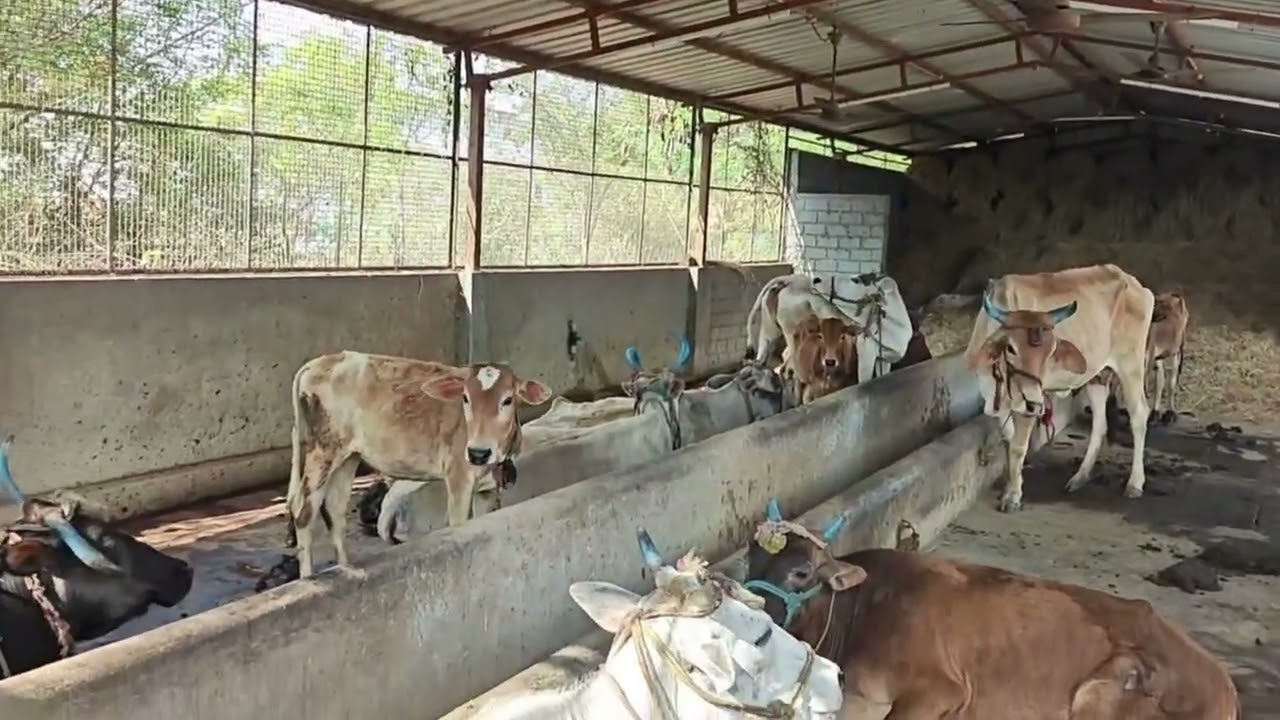 சேவைகளில் சிறந்த கோசேவையில் இவ்வளவு நுணுக்கங்களா, இவ்வளவு பயன்களா-ஸ்ரீ ராக.ம 609 -அம்மன் சத்யநாதன் 