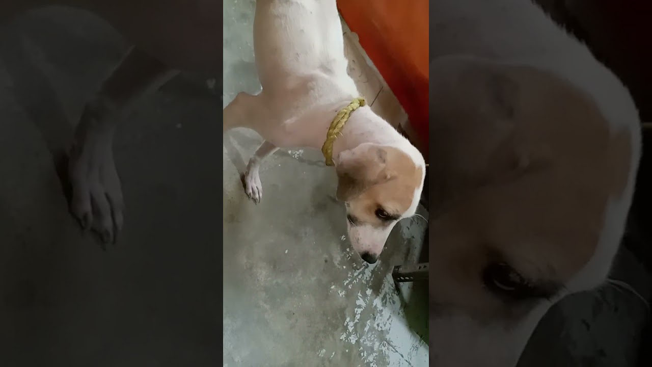 Demodectic mange treatment completed
