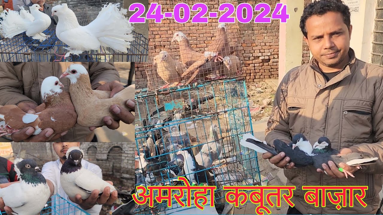 Amroha kabootar market 🕊️24-02-2024. अमरोहा कबूतर बाज़ार। Gola kabootar market. Bird market India.