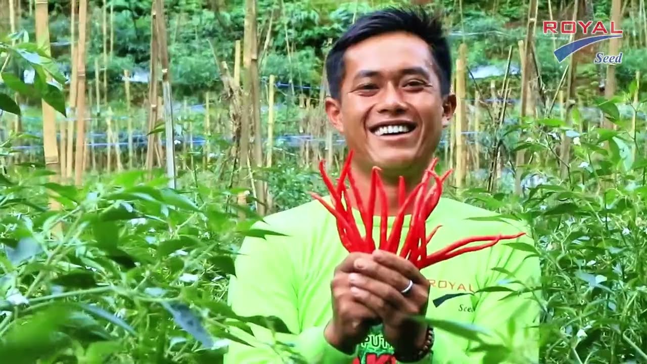 Sepuluh tahun nanam cabai. Coba Phoenix 55 sekali… langsung cocok!