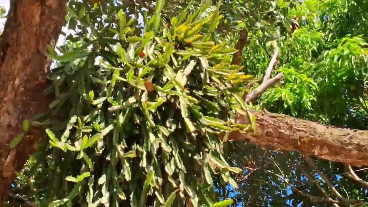 Mais uma linda chácara com várias frutíferas 