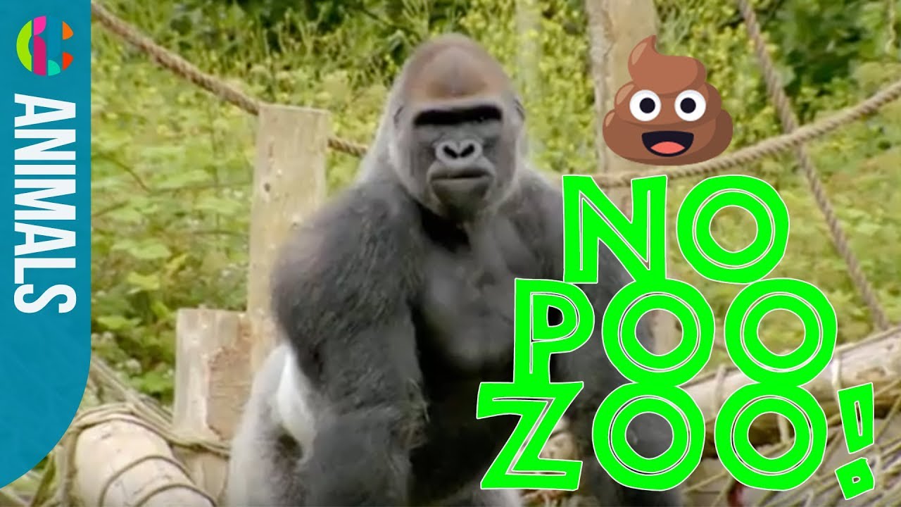 Poo in the Zoo | CBBC