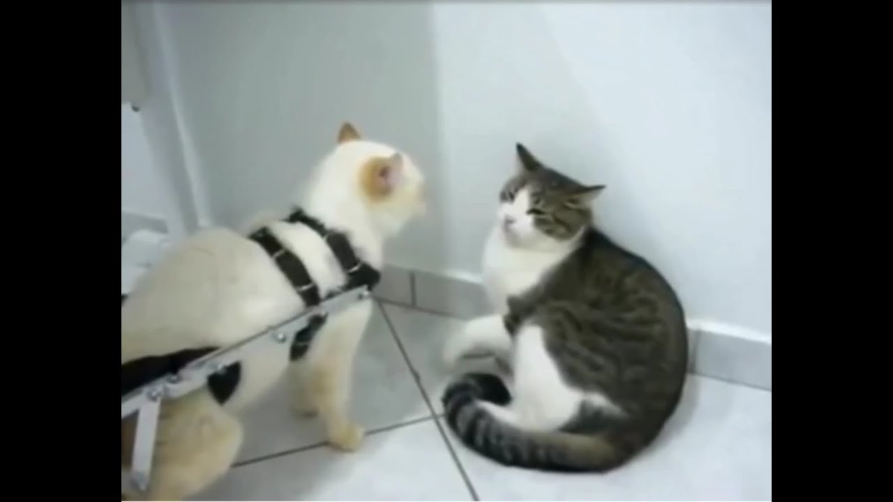 This disabled cat wasn't ready for  them skibbity paps. LOL!