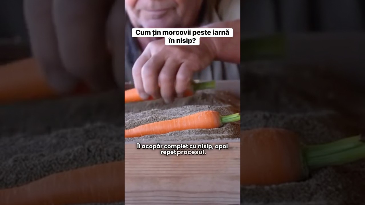 Cum țin morcovii peste iarnă &icirc;n nisip? #gradina #gradinarit #garden #morcovi#carrots
