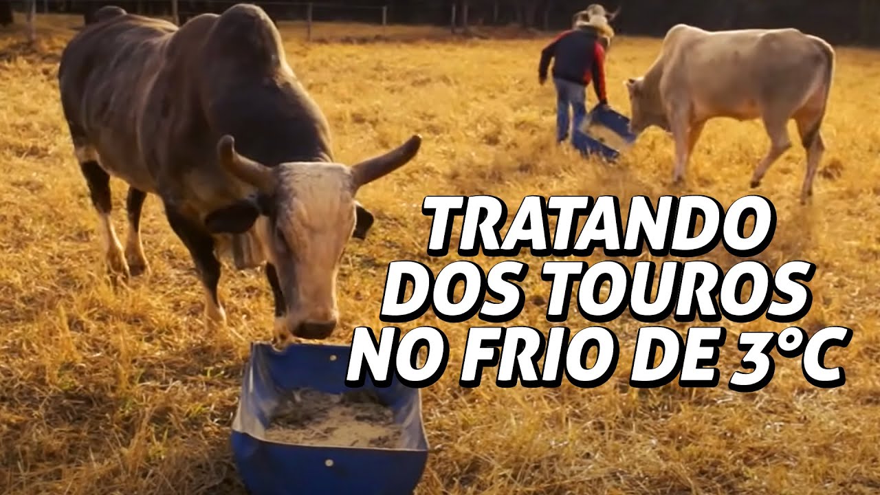 Fomos ALIMENTAR os TOUROS durante a GEADA