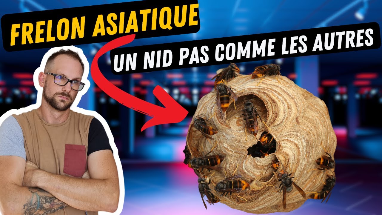 Une Exception Pour Ce Nid De Frelon Asiatique, Mais Pourquoi?
