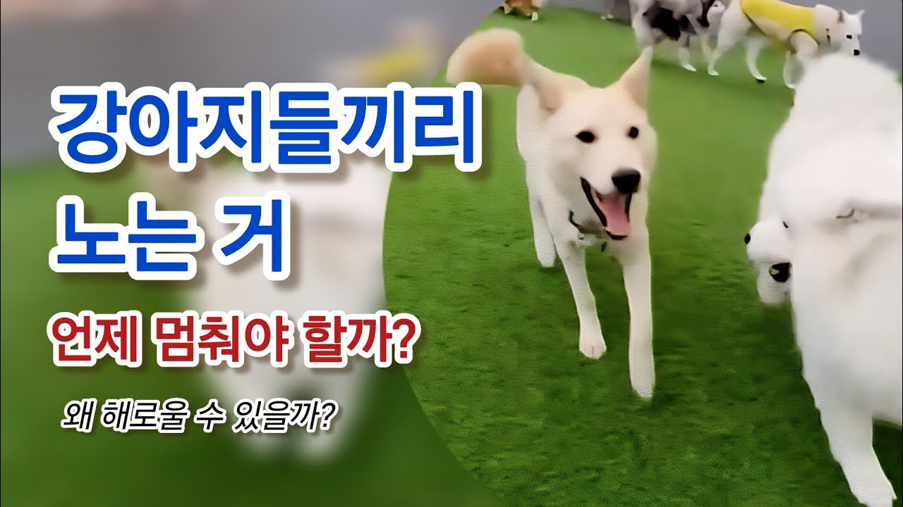 강아지들끼리 노는 거언제 멈춰야 할까?