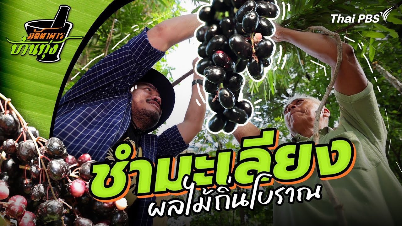 ชำมะเลียง | ภัตตาคารบ้านทุ่ง