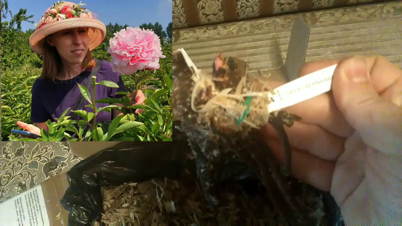 Питомник А. Б. ВОРОШИЛОВОЙ! Посылка! ПРАВДИВЫЙ ОБЗОР НА ЧУДО ПИТОМНИК! ПОКАЗАЛА ТАК КАК ПО ПРАВДЕ!