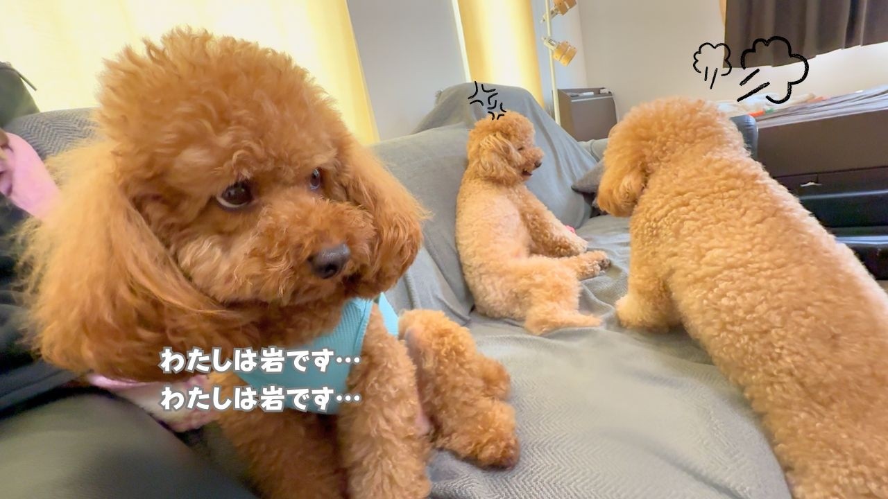 兄弟喧嘩に巻き込まれたくなくて岩になりきるボスプードル【多頭飼い】